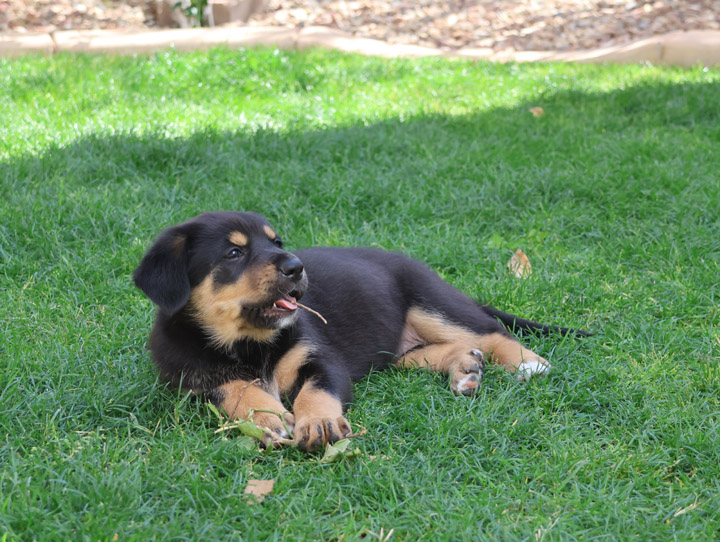 chinook dog